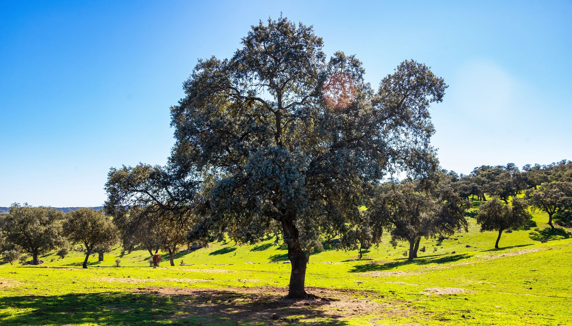 La dehesa como escenario principal