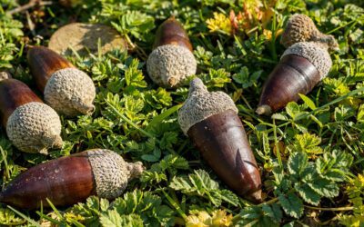 Escapada de naturaleza en Los Pedroches: desconectar para volver a lo esencial